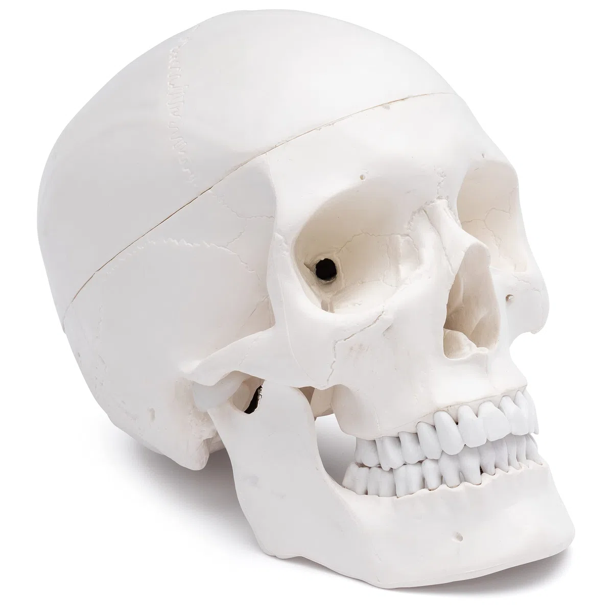 Cranstein A-210 anatomischer Schädel | Medizin Studium und Ausbildung | Totenkopf | Schädel Anatomie Modell | Schädel Modell