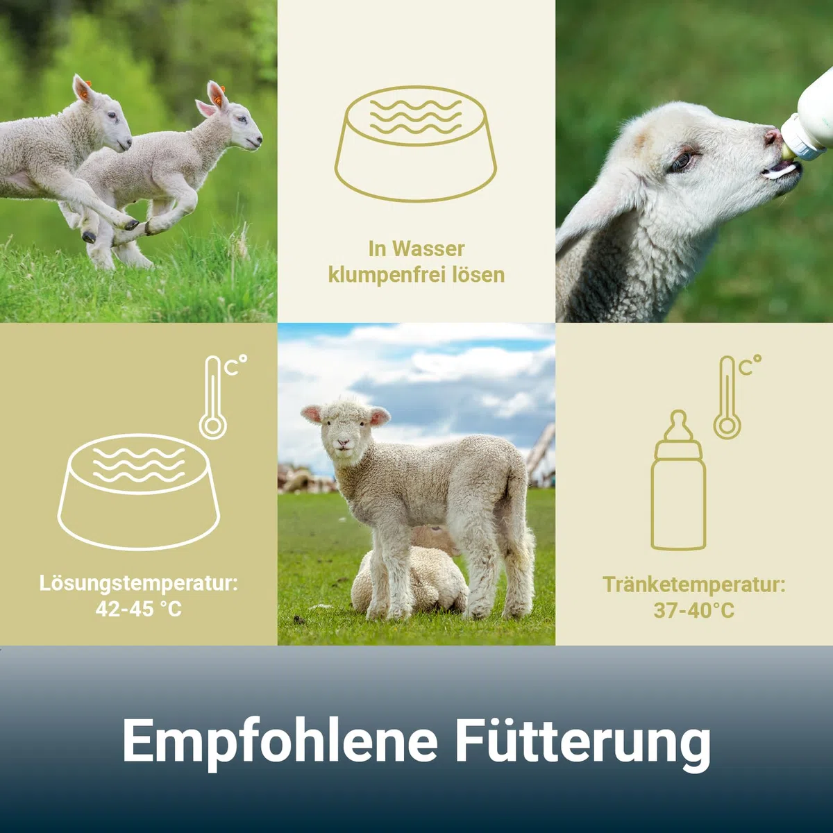 PANTO Lämmermilch Milchersatz 10 kg – Milchaustauscher für Schaflämmer & Ziegenlämmer, vollwertiger Muttermilchersatz in Pulverform mit Kasein, geeignet ab Geburt