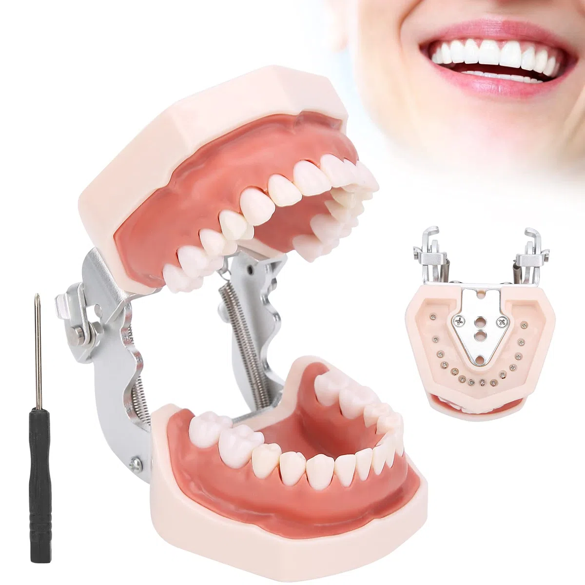 Abnehmbares Zahnmodell, Simulation Zahnmodellrestauration & Einsetzen von Brückenimplantaten Pädagogisches Lehrmodell für die Unterrichtspraxis mit Schraubendreher für die Zahnmorphologie