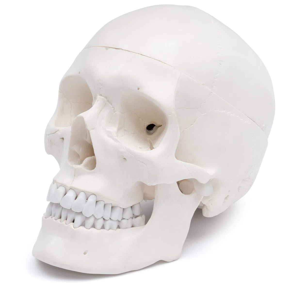 Cranstein A-210 anatomischer Schädel | Medizin Studium und Ausbildung | Totenkopf | Schädel Anatomie Modell | Schädel Modell