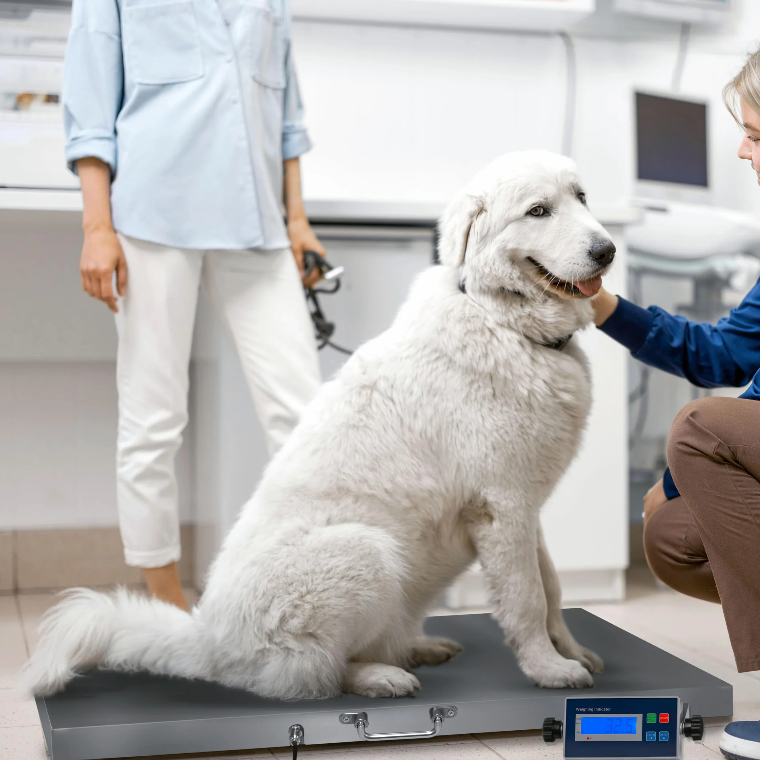 Digitale Tierwaage XL Veterinärwaage Bodenwaage bis 300kg Hundewaage 90 x 60cm Paketwaage Katzenwaage Wiederaufladbare Batterie Tiere Haustier Vieh Nutztiere Hund Katze Lager Paket Industrie