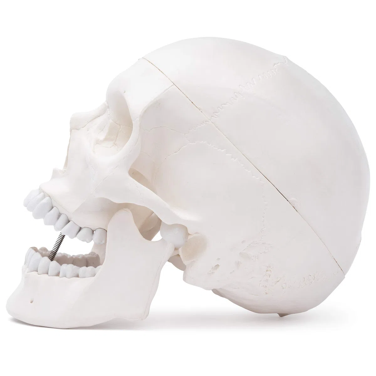 Cranstein A-210 anatomischer Schädel | Medizin Studium und Ausbildung | Totenkopf | Schädel Anatomie Modell | Schädel Modell
