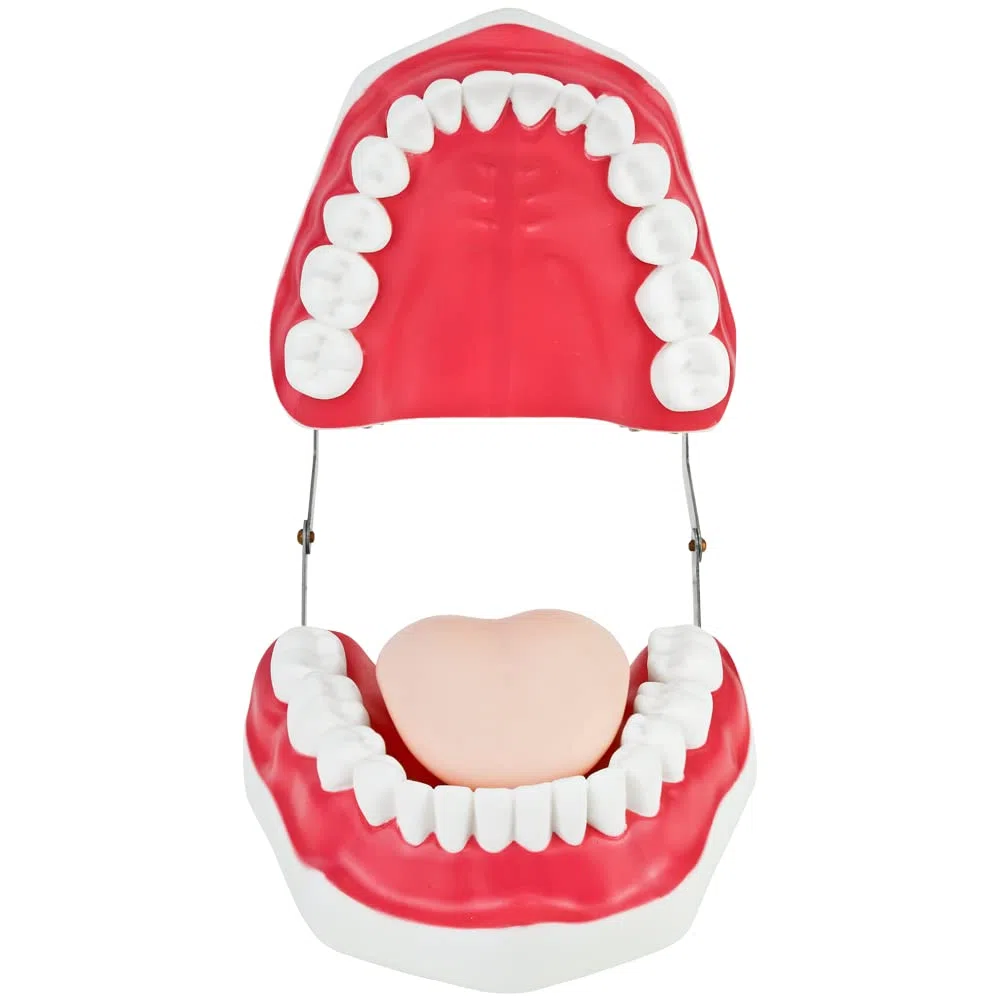 Zahnmodell zum Zähneputzen Demonstration für Kinder Gebiss Modell Zähne Zahnpflegemodell Putzen Kiefer mit Zahnbürste und Zunge Zahnputz Zaehneputzen MedMod