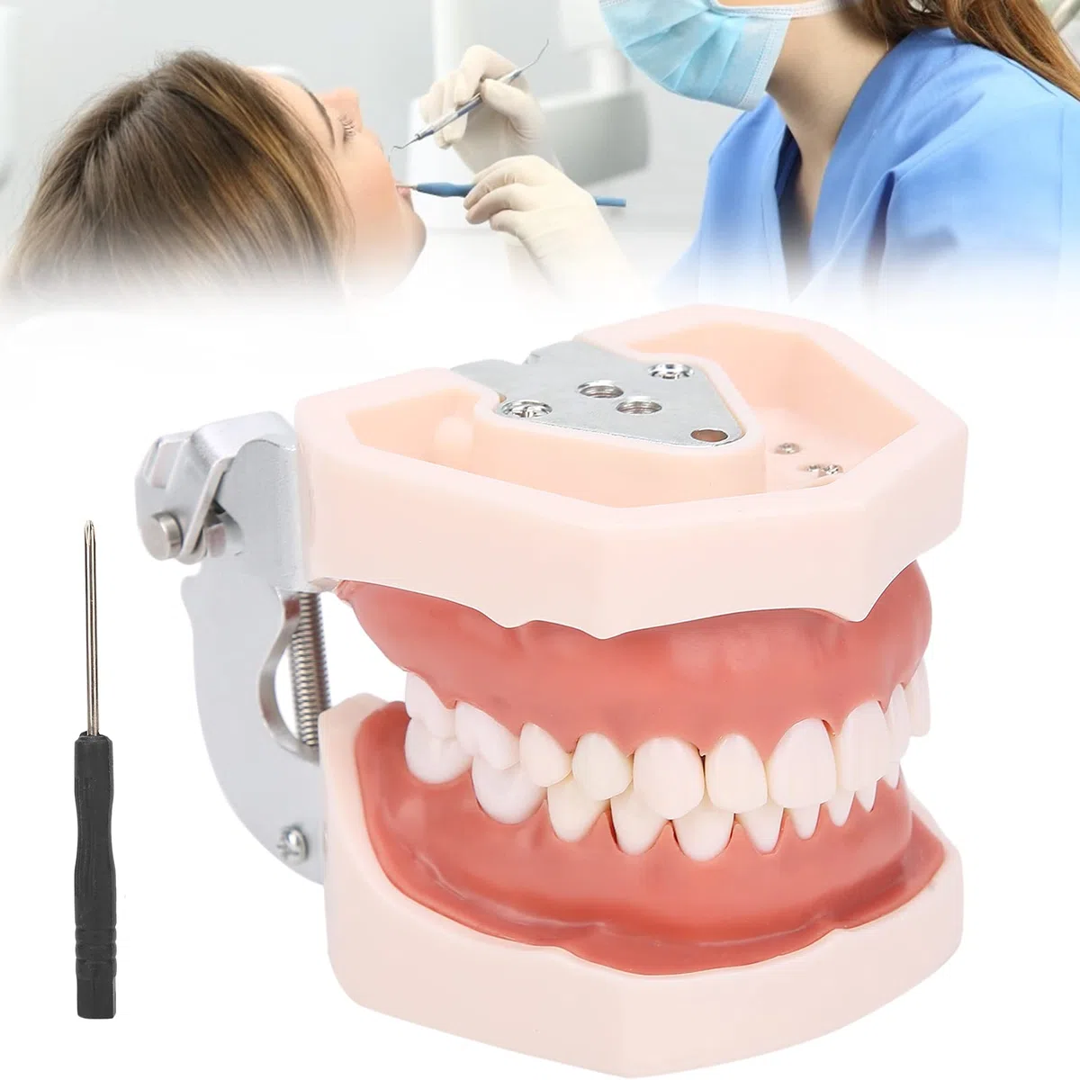 Abnehmbares Zahnmodell, Simulation Zahnmodellrestauration & Einsetzen von Brückenimplantaten Pädagogisches Lehrmodell für die Unterrichtspraxis mit Schraubendreher für die Zahnmorphologie