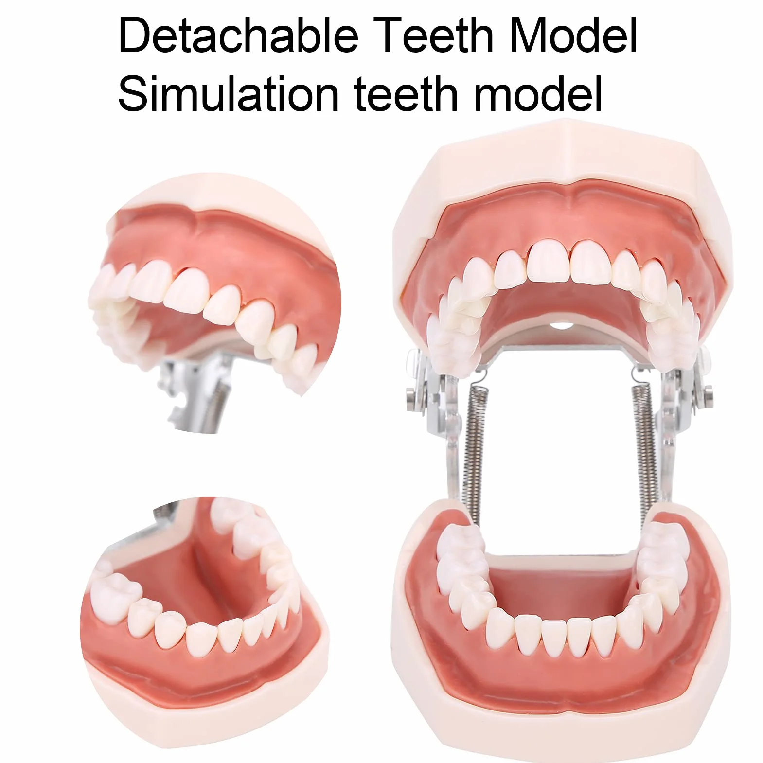 Abnehmbares Zahnmodell, Simulation Zahnmodellrestauration & Einsetzen von Brückenimplantaten Pädagogisches Lehrmodell für die Unterrichtspraxis mit Schraubendreher für die Zahnmorphologie
