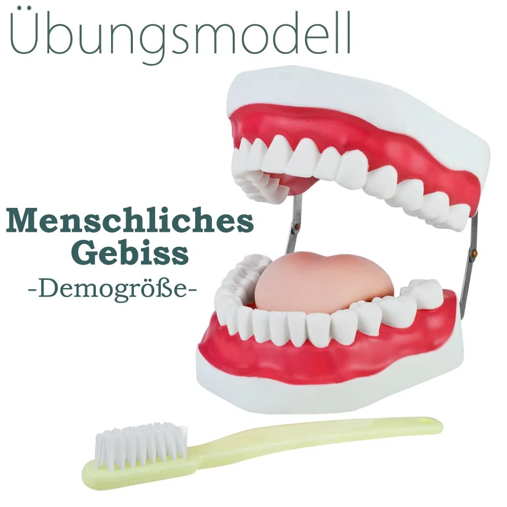 Zahnmodell zum Zähneputzen Demonstration für Kinder Gebiss Modell Zähne Zahnpflegemodell Putzen Kiefer mit Zahnbürste und Zunge Zahnputz Zaehneputzen MedMod