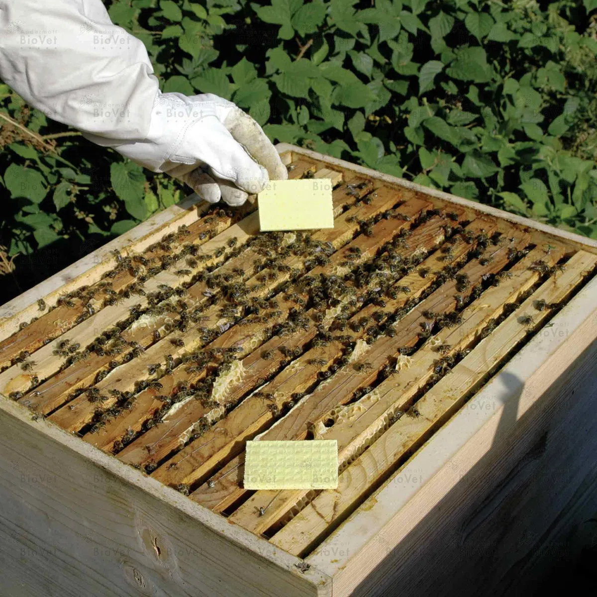 Andermatt BioVet Thymovar - Streifen zur Varroabehandlung bei Honigbienen