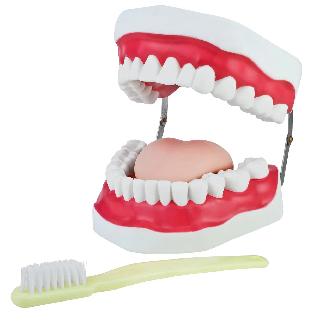 Zahnmodell zum Zähneputzen Demonstration für Kinder Gebiss Modell Zähne Zahnpflegemodell Putzen Kiefer mit Zahnbürste und Zunge Zahnputz Zaehneputzen MedMod