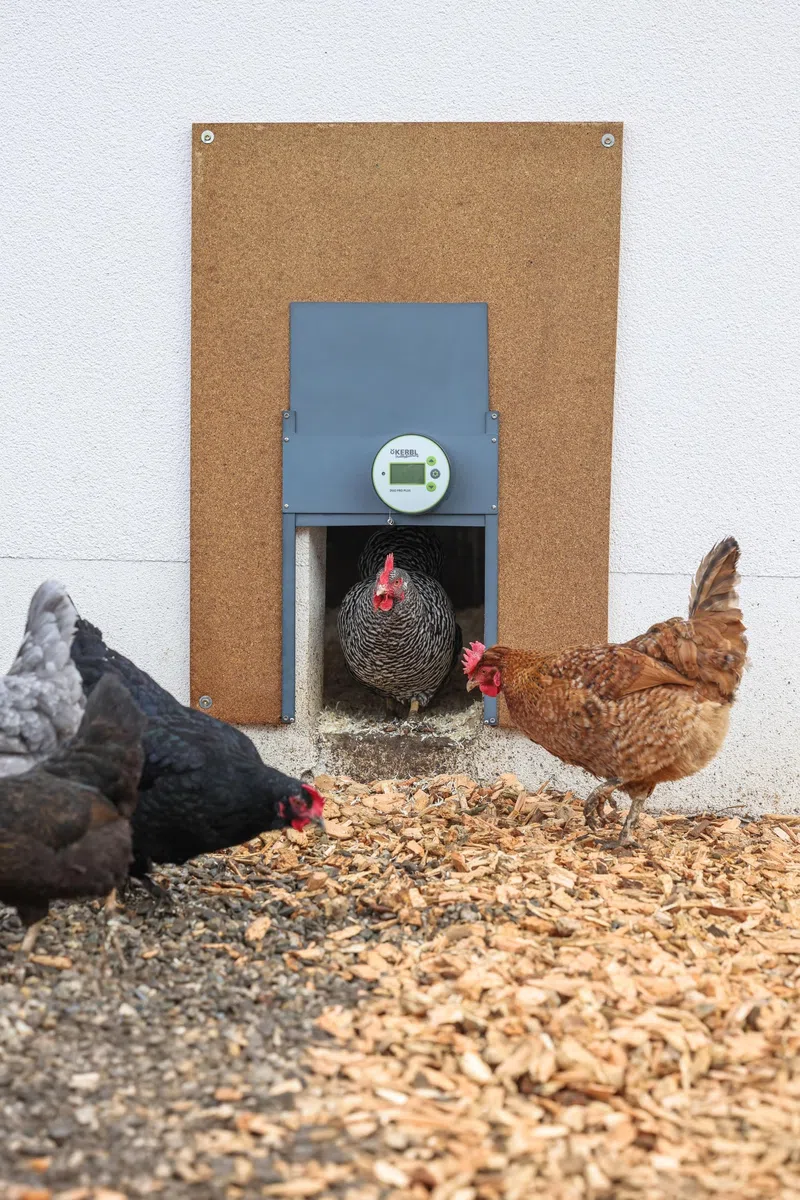 Kerbl Hobbyfarming Automatische Hühnertür Duo Pro Plus, Hühnerklappe, Kunststoff/Aluminium, 47x32,5cm, Tageslicht- und Zeitsteuerung, Selbstverriegelung