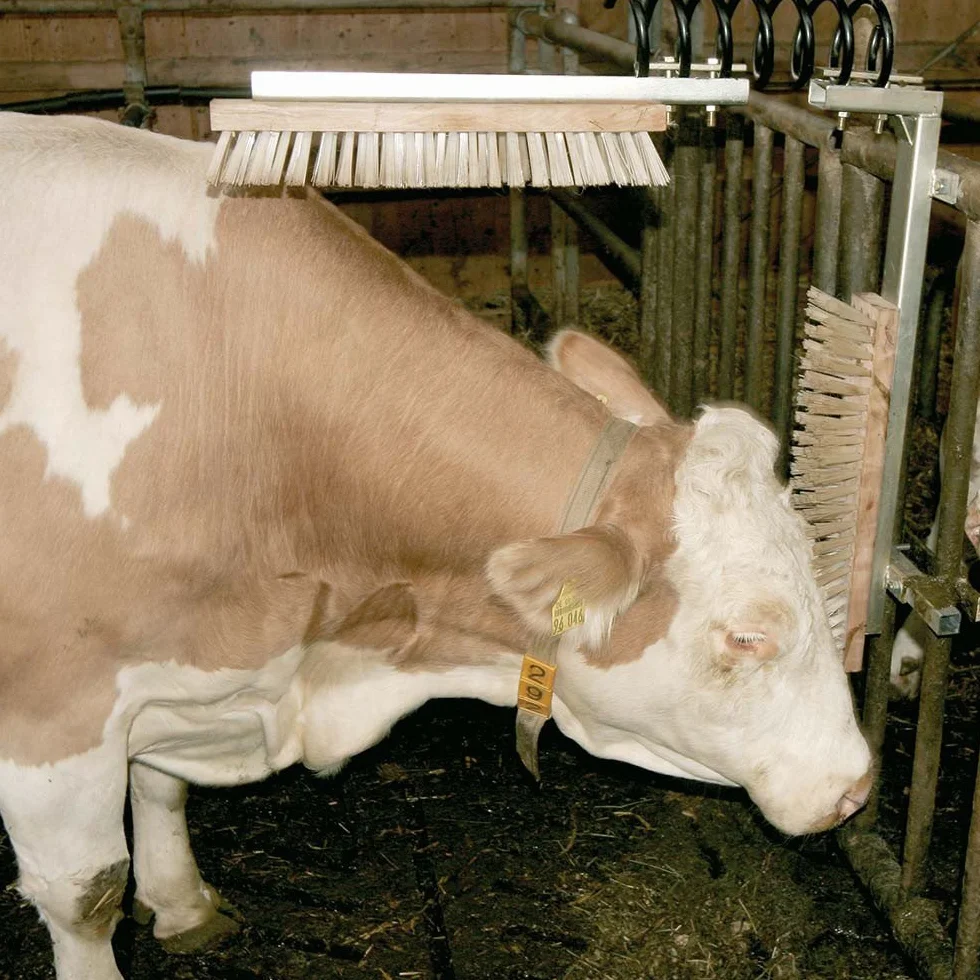 Kerbl Viehbürste TEXAS Bürste Tiere Kratzbürste Rinder Kühe Pferde Fellpflege