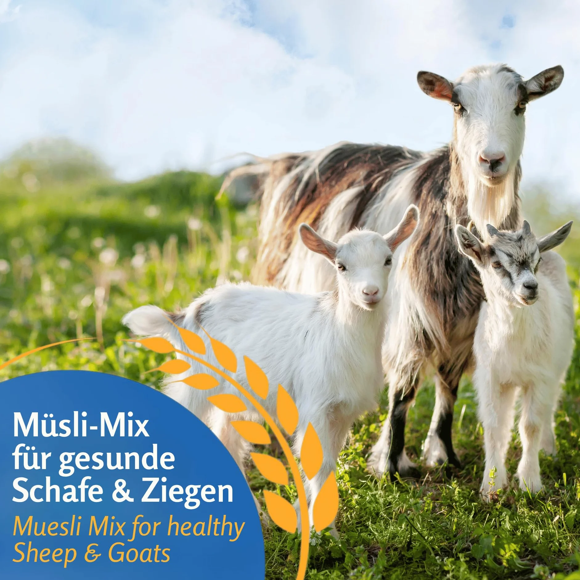 Leimüller Schaffutter 20kg Schafmüsli Ziegenmüsli Schafe Ziegen Lämmer | Gentechnikfreies Kraftfutter, staubarm, mehrfach gereinigt, für Schafe & Ziegen