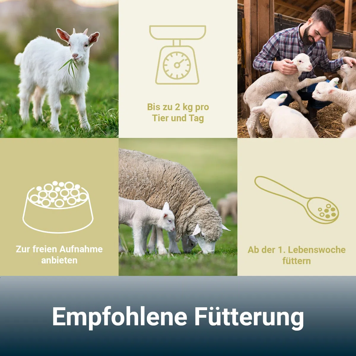 Panto Schäferstolz 25kg – hochwertiges Ergänzungsfuttermittel für Schafe und Ziegen ohne Kupfer, Schaffutter zur frühen Beifutter-Aufnahme