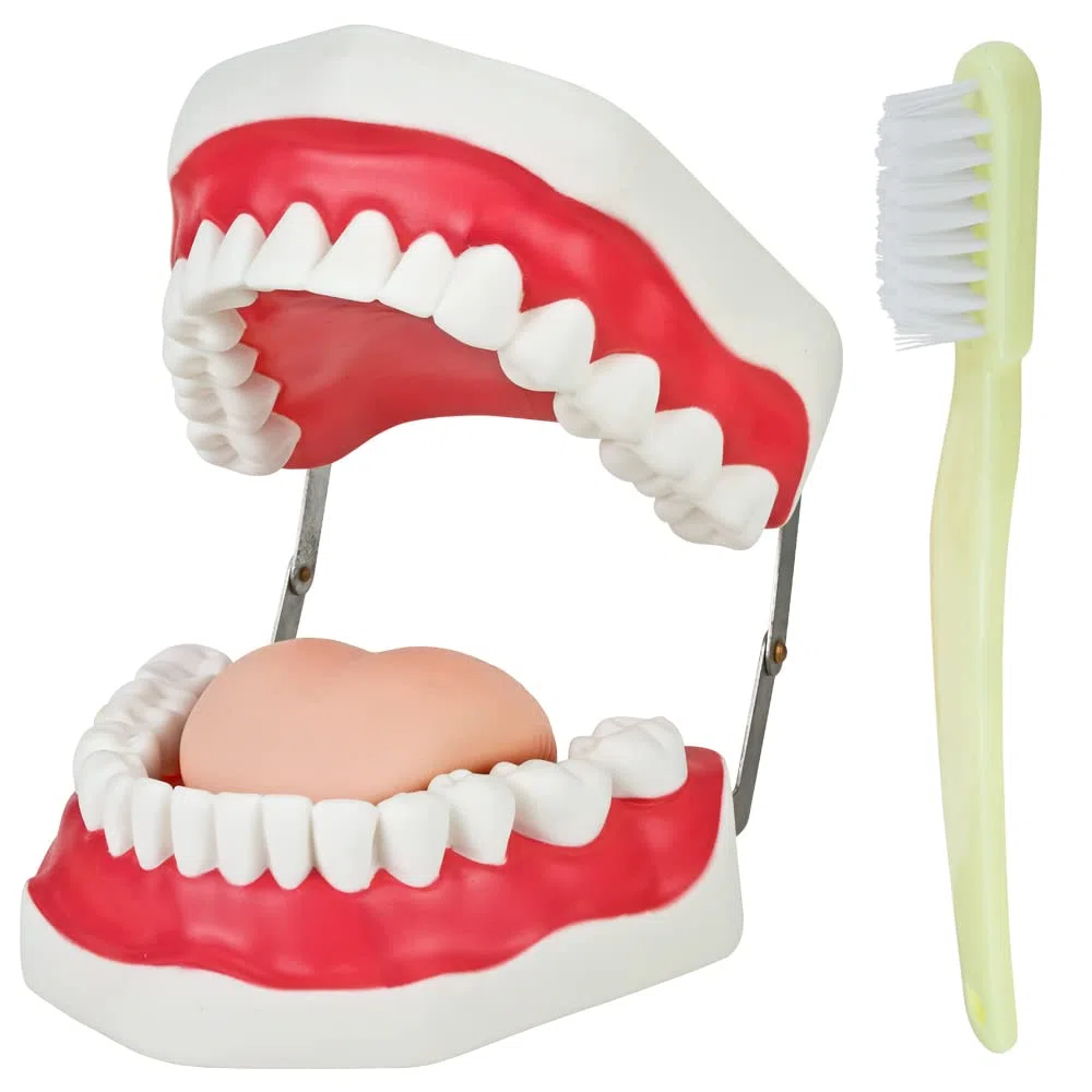 Zahnmodell zum Zähneputzen Demonstration für Kinder Gebiss Modell Zähne Zahnpflegemodell Putzen Kiefer mit Zahnbürste und Zunge Zahnputz Zaehneputzen MedMod