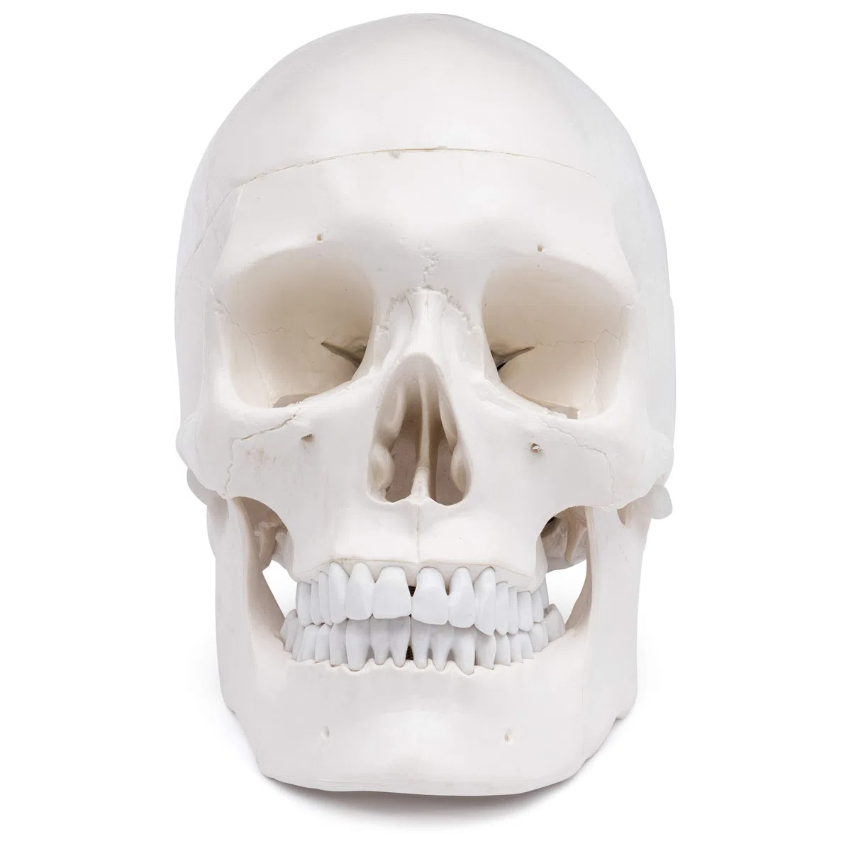 Cranstein A-210 anatomischer Schädel | Medizin Studium und Ausbildung | Totenkopf | Schädel Anatomie Modell | Schädel Modell