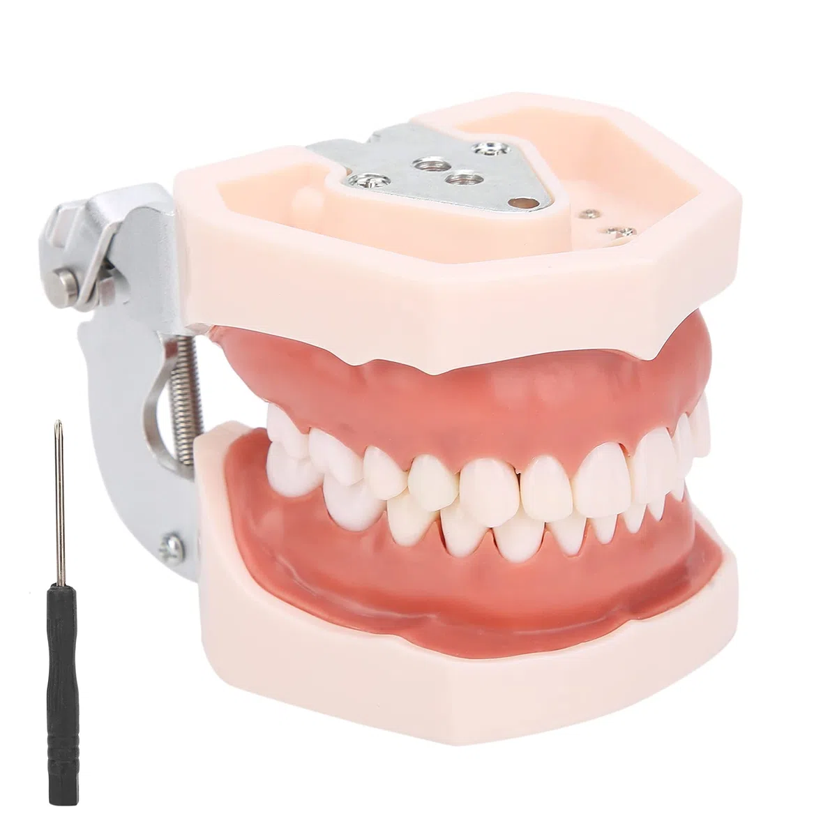 Abnehmbares Zahnmodell, Simulation Zahnmodellrestauration & Einsetzen von Brückenimplantaten Pädagogisches Lehrmodell für die Unterrichtspraxis mit Schraubendreher für die Zahnmorphologie